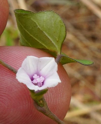 Ipomoea gracilisepala, photographed by Wynand Uys