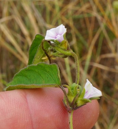 Ipomoea gracilisepala, photographed by Wynand Uys
