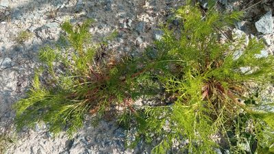 Tripleurospermum inodorum, photographed by Tatiana Strus