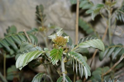 Senna lindheimeriana, photographed by Michelle W. （鍾偉瑋）