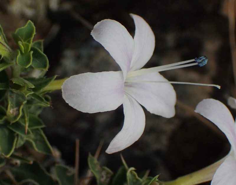 Barleria irritans, photographed by Nicola van Berkel