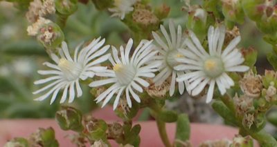 Delosperma frutescens, photographed by Nicola van Berkel