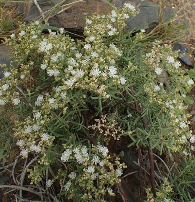 Delosperma frutescens, photographed by Nicola van Berkel