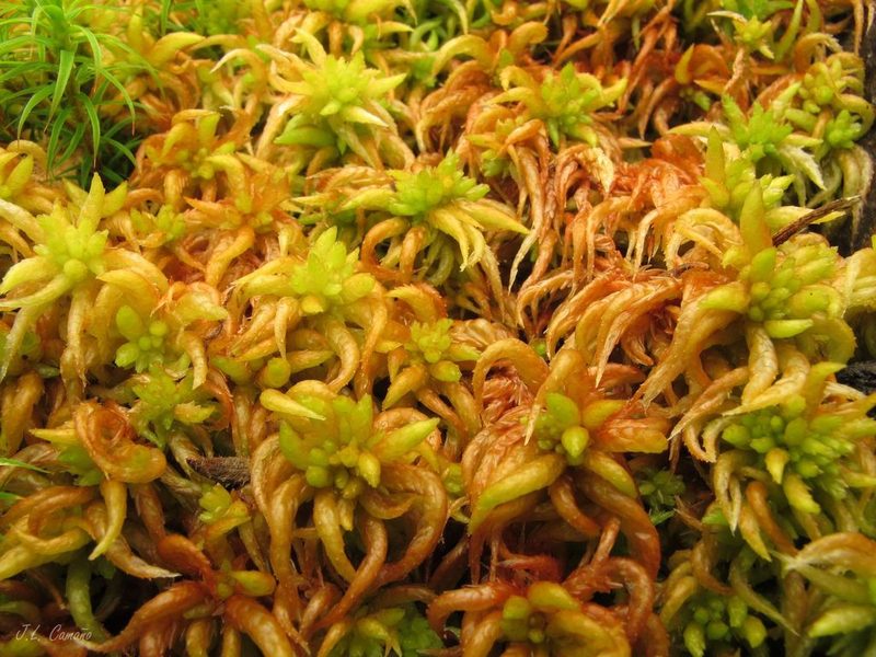 Sphagnum denticulatum, photographed by José Luis Camaño