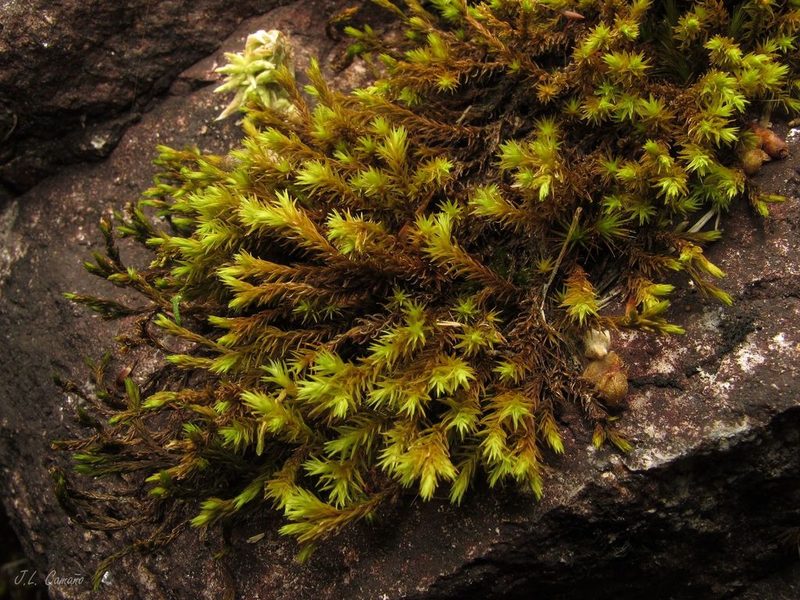 Codriophorus aquaticus, photographed by José Luis Camaño