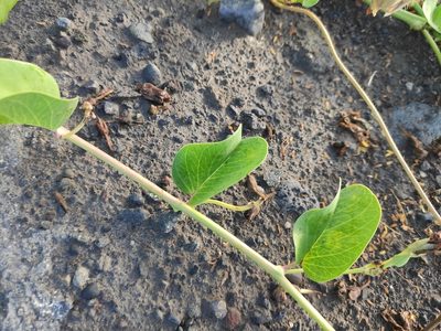 Ipomoea pes-caprae, photographed by Augustin Soulard