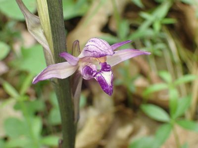 Limodorum abortivum, photographed by luluchouette