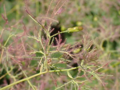 Cotinus coggygria, photographed by luluchouette
