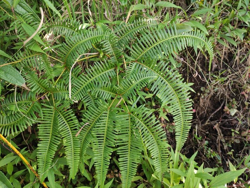 Dicranopteris linearis, photographed by Augustin Soulard