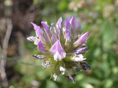 Bituminaria bituminosa, photographed by luluchouette