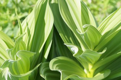 Veratrum lobelianum, photographed by evgeniq_benihanov