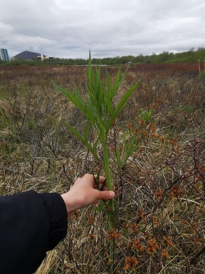 Jacobaea cannabifolia, photographed by Валерия Ковалева