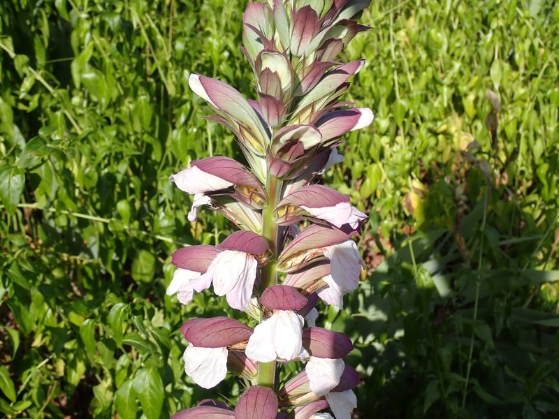 Acanthus mollis, photographed by luluchouette