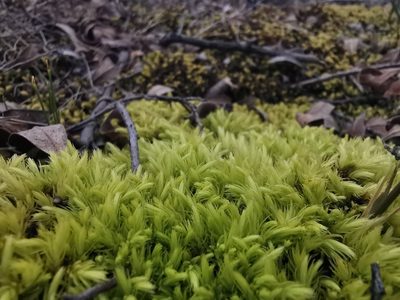 Aulacomnium palustre, photographed by Валерия Ковалева