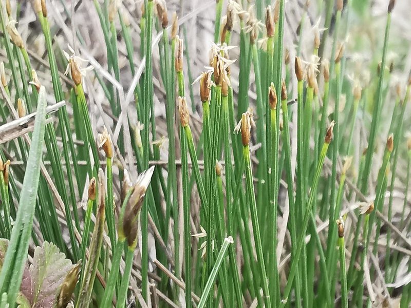 Trichophorum cespitosum, photographed by Валерия Ковалева