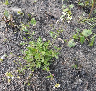 Arabidopsis arenosa
