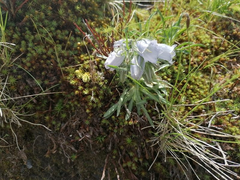Campanula alpina, photographed by Daniel Linzbauer