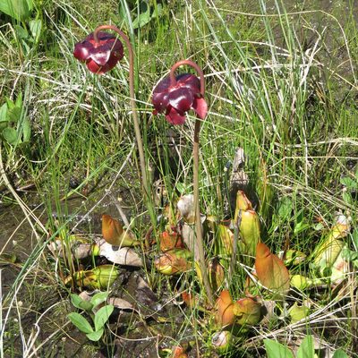 Sarracenia purpurea, photographed by Bernie Paquette