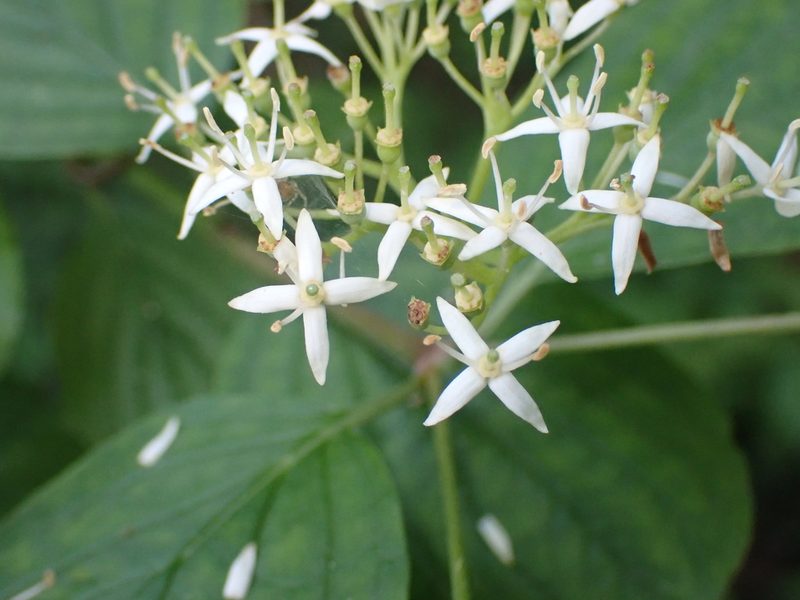 Cornus sanguinea, photographed by luluchouette