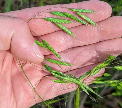 Bromus japonicus, photographed by Alan Prather
