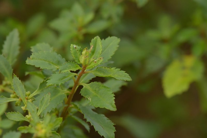 Haloragis erecta, photographed by Christopher Stephens