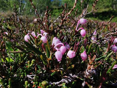Andromeda polifolia, photographed by Thor-Rune Hansen