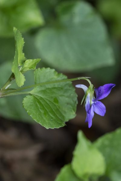 Viola anagae, photographed by Alessia Guggisberg
