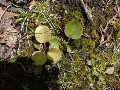 Pyrola asarifolia, photographed by Mary Krieger