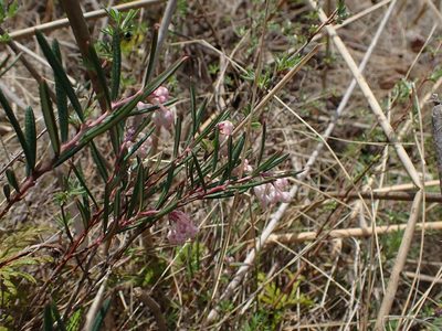 Andromeda polifolia, photographed by Mary Krieger