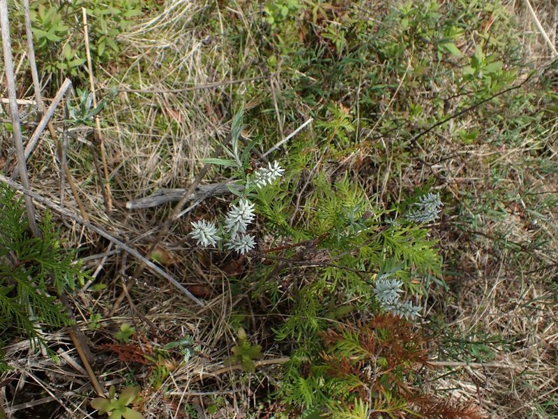 Salix candida, photographed by Mary Krieger