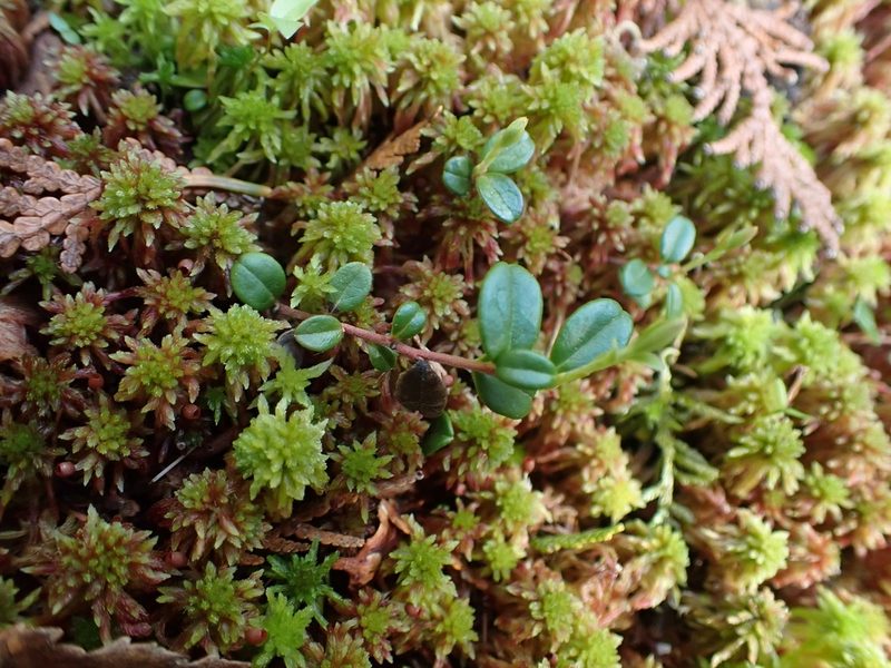 Gaultheria hispidula, photographed by Mary Krieger