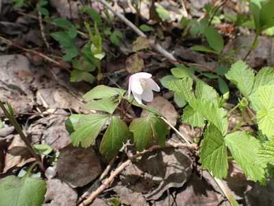 Anemone quinquefolia, photographed by Mary Krieger