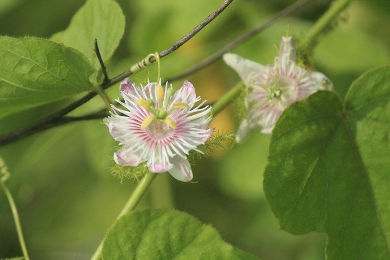 Passiflora foetida, photographed by Haneesh K M