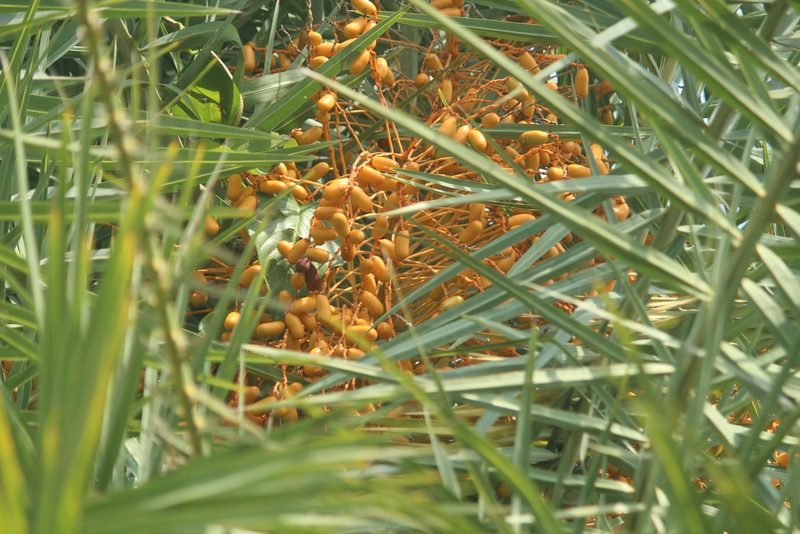 Phoenix sylvestris, photographed by Haneesh K M