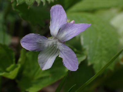 Viola labradorica, photographed by Mary Krieger
