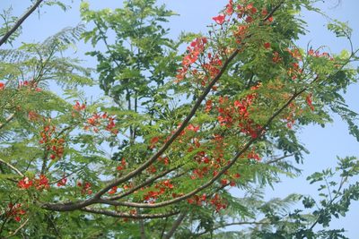 Delonix regia, photographed by Haneesh K M