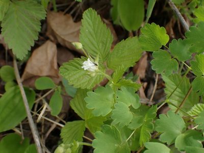 Rubus pubescens, photographed by Mary Krieger