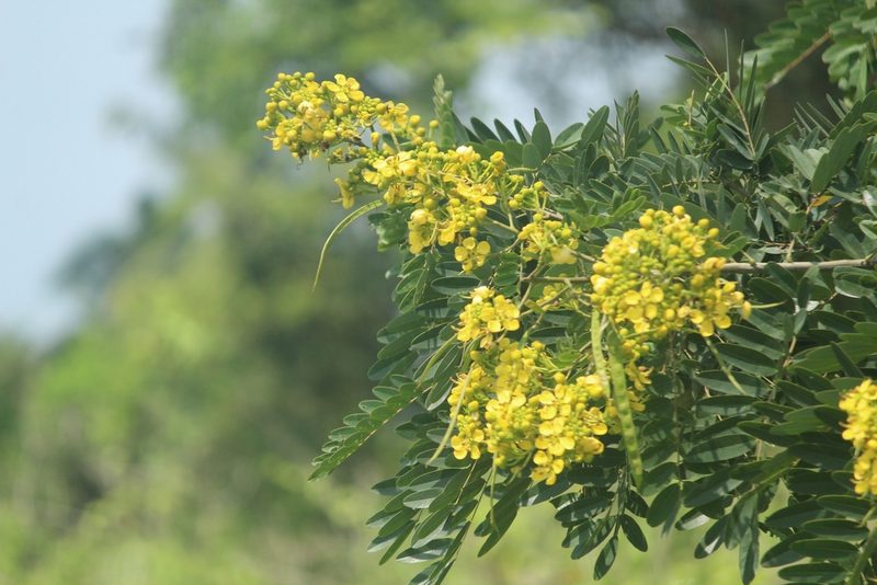 Senna siamea, photographed by Haneesh K M