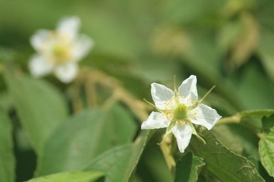 Muntingia calabura, photographed by Haneesh K M