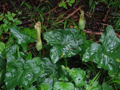 Arum maculatum, photographed by Zeke Marshall
