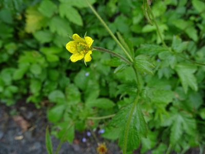 Geum urbanum, photographed by Zeke Marshall