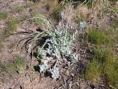 Artemisia stelleriana, photographed by Alexis Godin