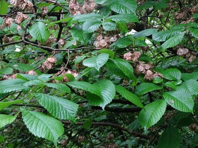 Ulmus glabra, photographed by Zeke Marshall