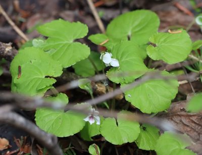 Viola renifolia, photographed by Mary Krieger
