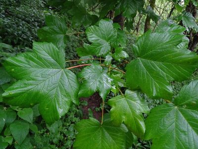 Acer pseudoplatanus, photographed by Zeke Marshall