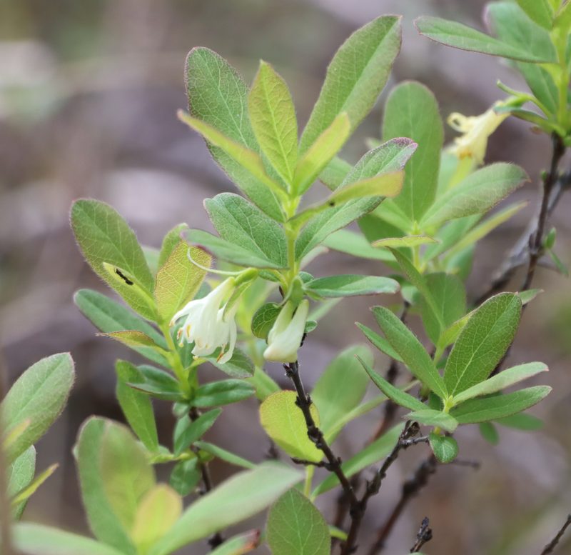 Lonicera villosa, photographed by Mary Krieger