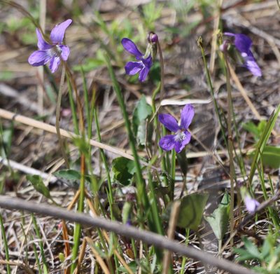 Viola nephrophylla, photographed by Mary Krieger