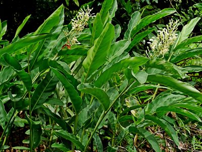 Alpinia galanga, photographed by Jacy Chen