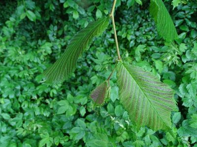 Ulmus glabra, photographed by Zeke Marshall