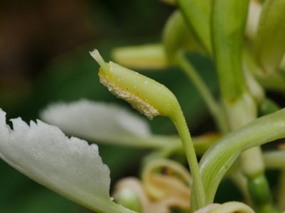 Alpinia galanga